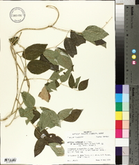 Wisteria frutescens image