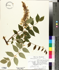 Wisteria frutescens image