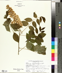 Wisteria frutescens image