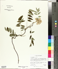 Wisteria frutescens image