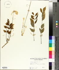 Wisteria frutescens image