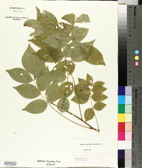 Wisteria frutescens image