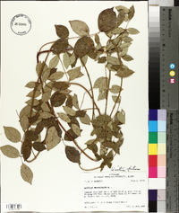 Wisteria frutescens image