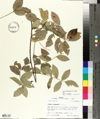 Wisteria frutescens image