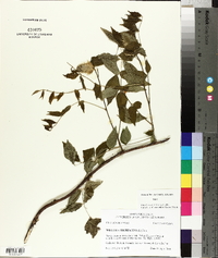 Wisteria frutescens image