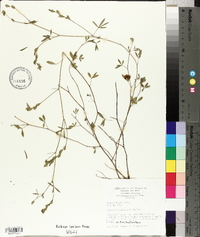 Zornia bracteata image