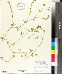 Zornia bracteata image