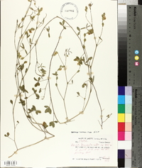 Zornia bracteata image