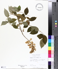 Wisteria frutescens image