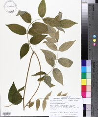 Wisteria frutescens image