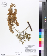 Wisteria sinensis image