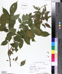 Wisteria sinensis image
