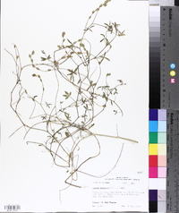 Zornia bracteata image