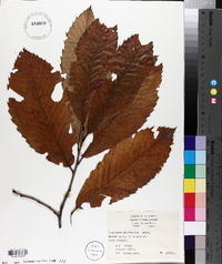 Castanea ozarkensis image