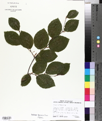 Fagus sylvatica image