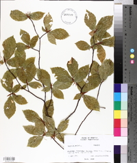 Fagus sylvatica image