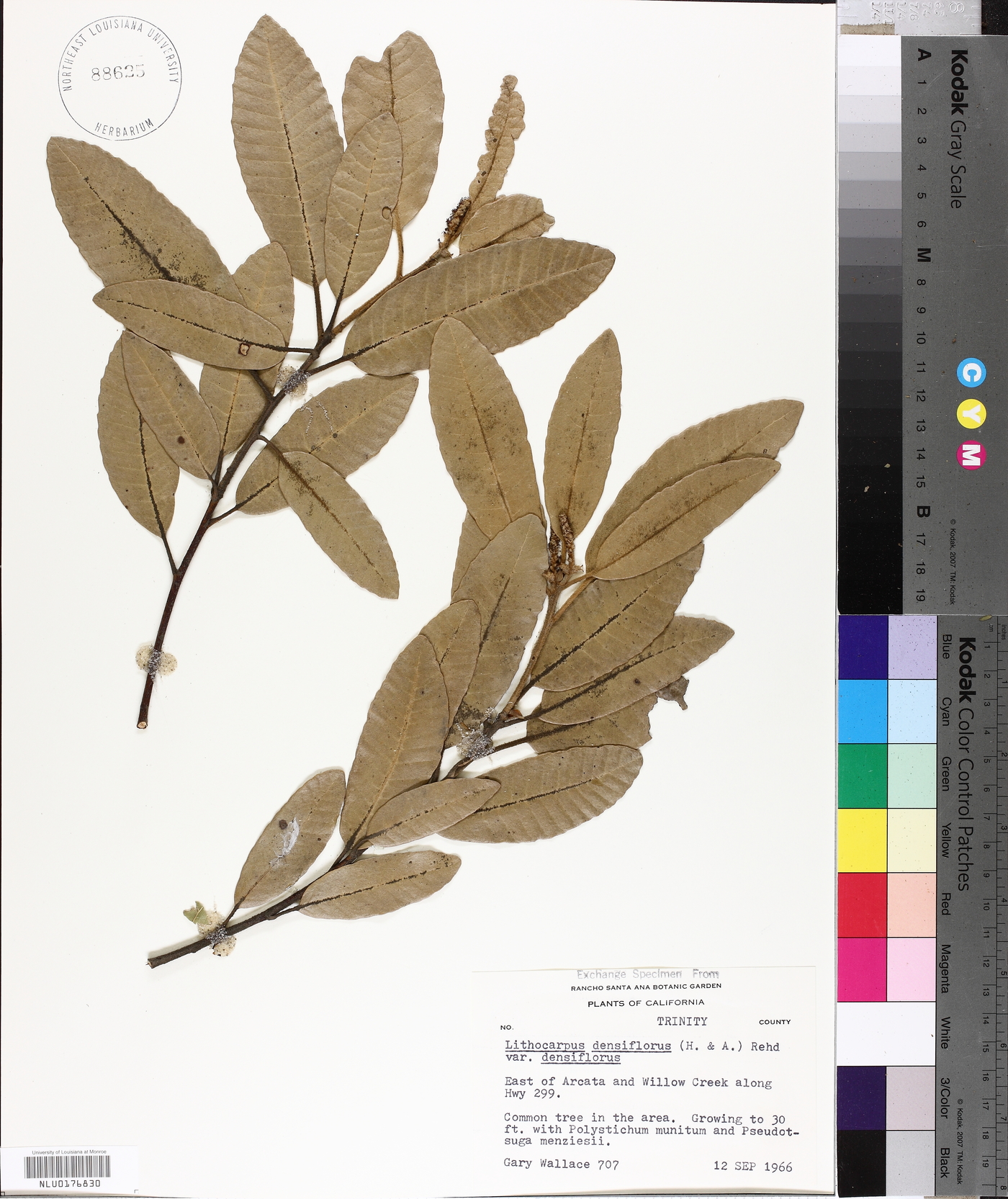 Lithocarpus densiflora var. densiflora image