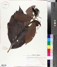 Lithocarpus elegans image