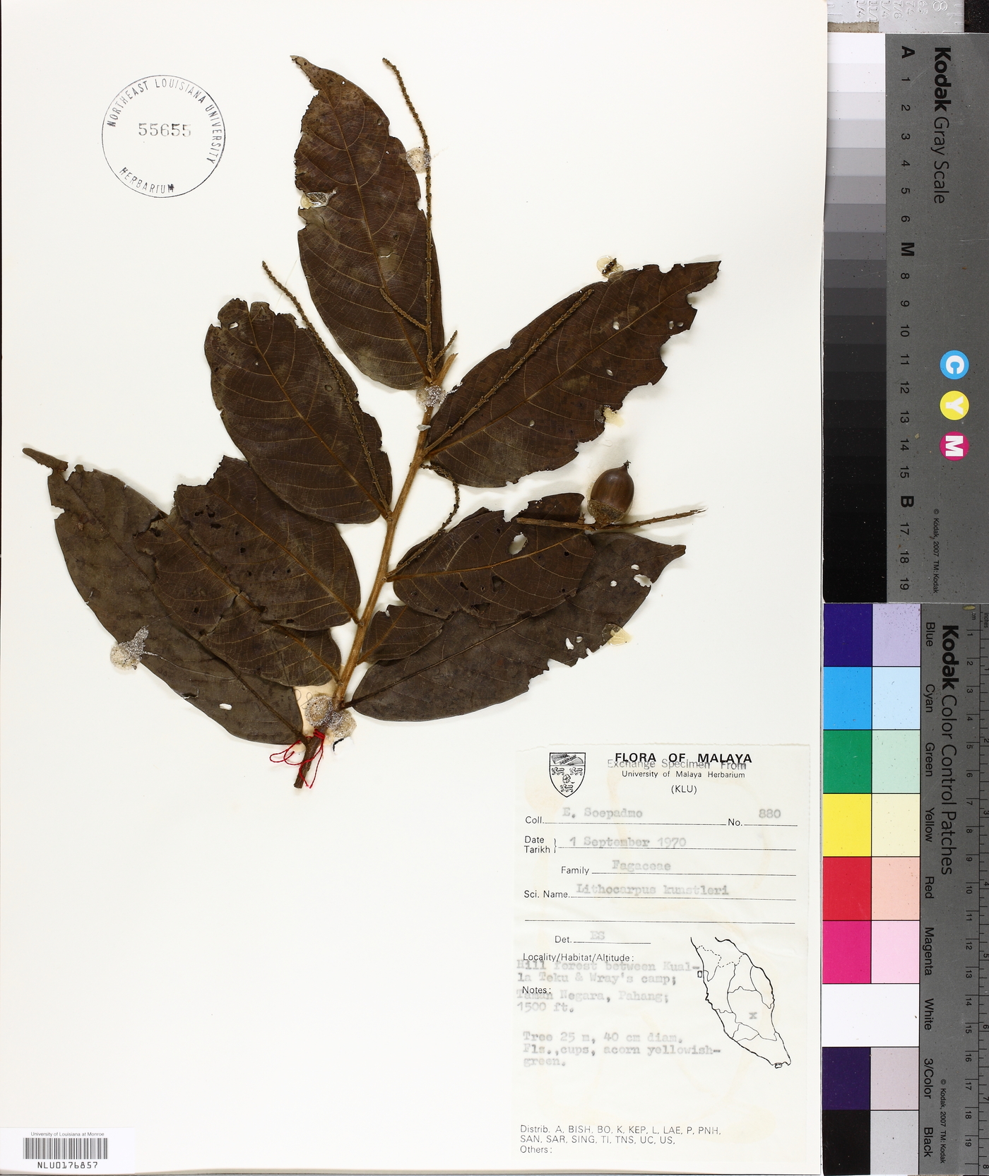 Lithocarpus kunstleri image