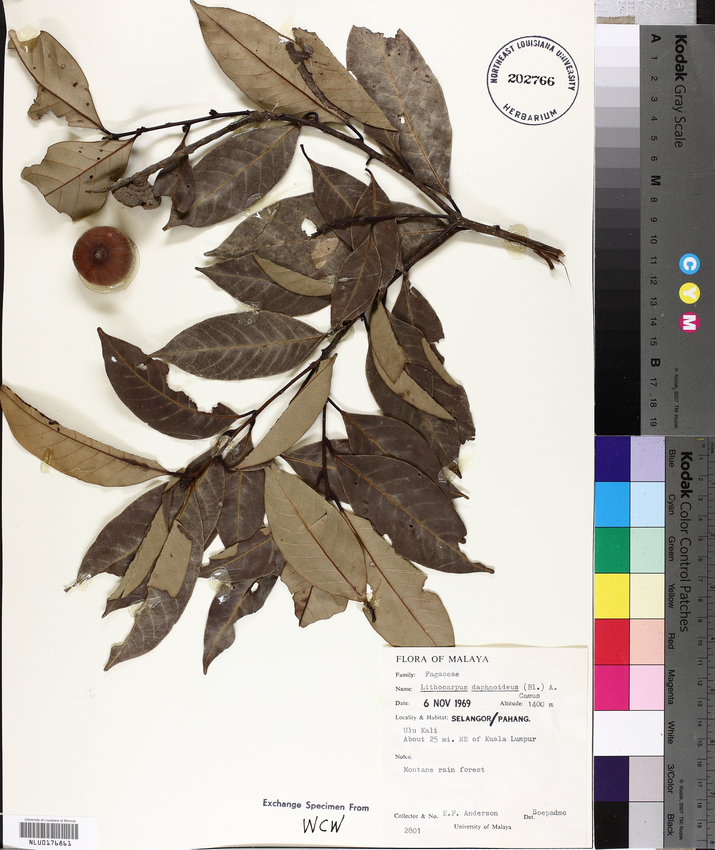Lithocarpus daphnoideus image