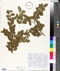 Nothofagus antarctica image