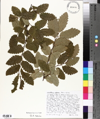 Nothofagus obliqua image