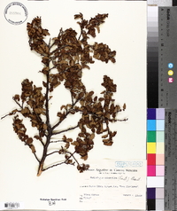 Nothofagus antarctica image