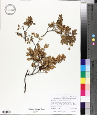 Nothofagus menziesii image