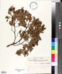 Nothofagus antarctica image