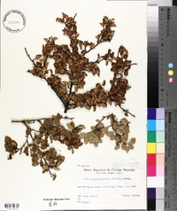 Nothofagus antarctica image
