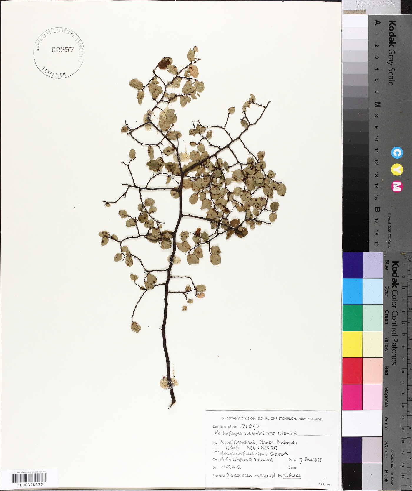 Nothofagus solandri image