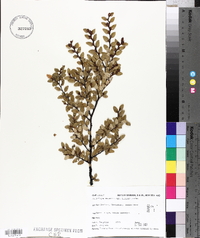 Nothofagus cliffortioides image