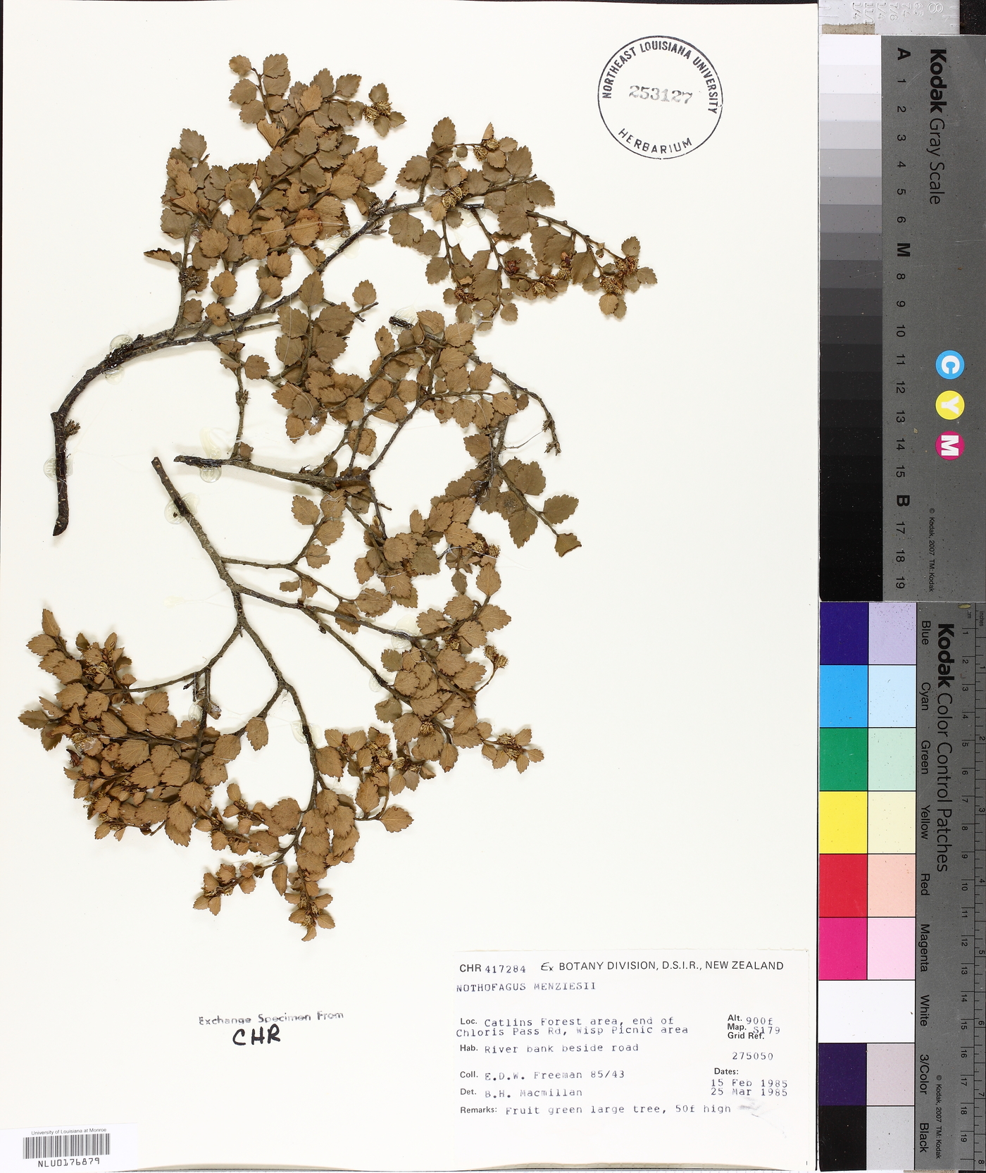 Nothofagus menziesii image