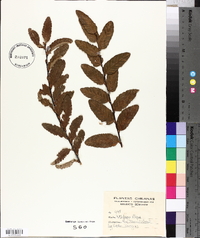 Nothofagus obliqua image