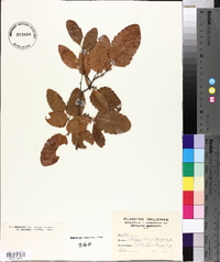 Nothofagus obliqua image