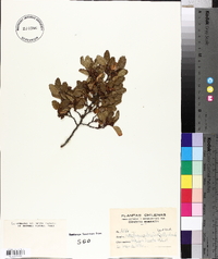 Nothofagus antarctica image