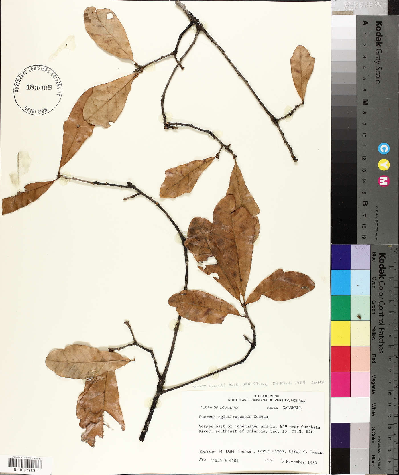Quercus durandii var. durandii image