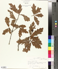 Quercus x comptoniae image