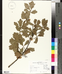 Quercus x comptoniae image