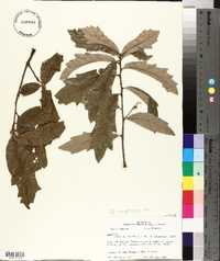 Quercus x comptoniae image