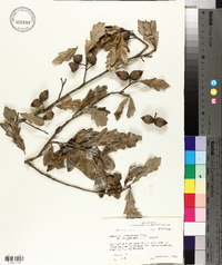 Quercus x comptoniae image