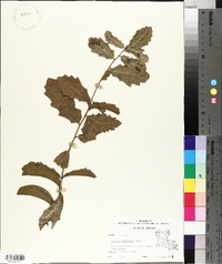 Quercus x comptoniae image