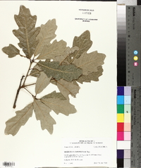 Quercus x comptoniae image