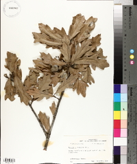 Quercus x comptoniae image