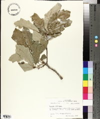 Quercus x comptoniae image