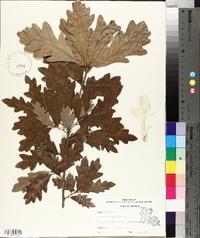 Quercus x comptoniae image