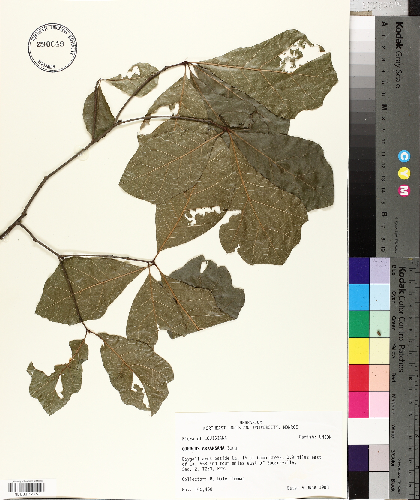 Quercus arkansana image