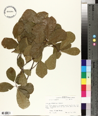 Quercus arkansana image