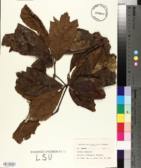 Quercus arkansana image