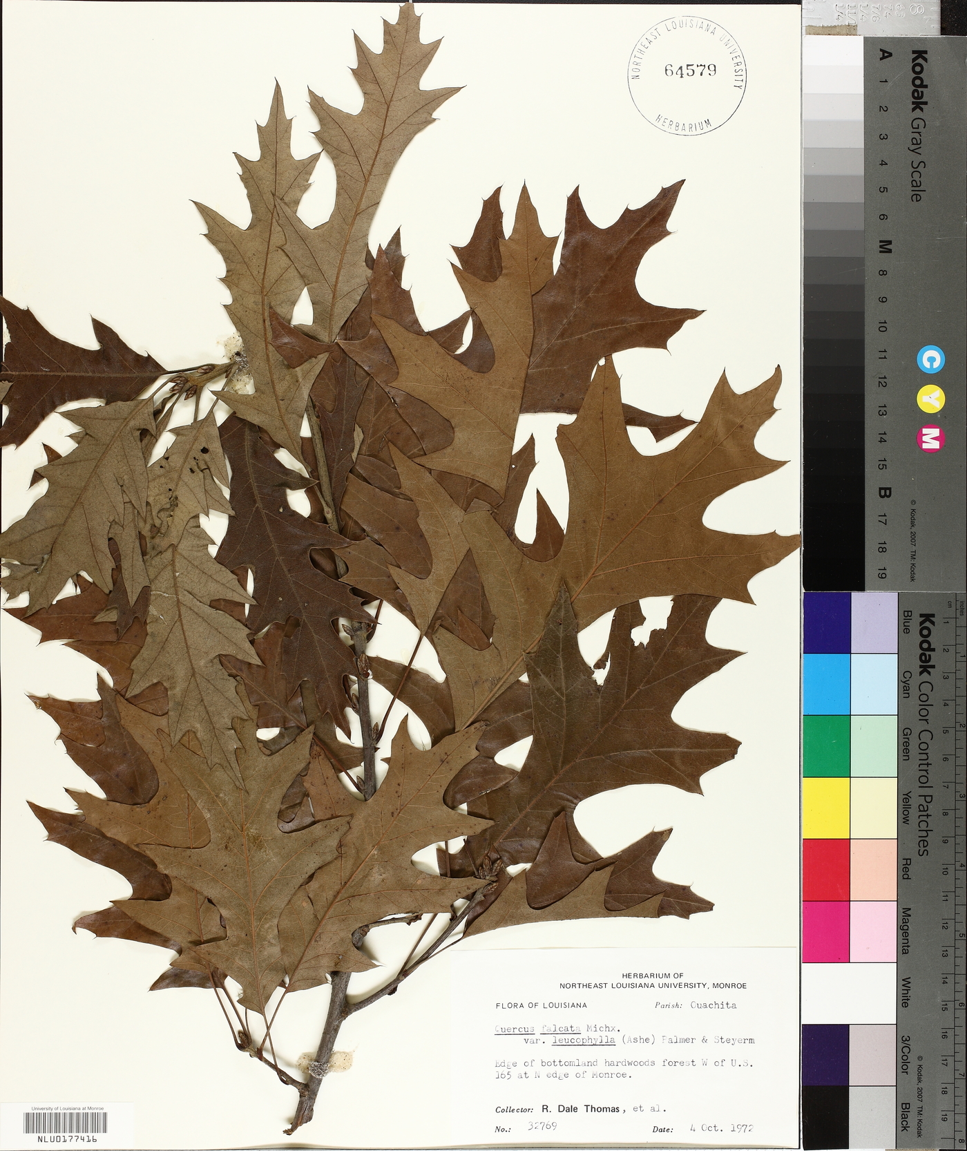 Quercus falcata var. leucophylla image